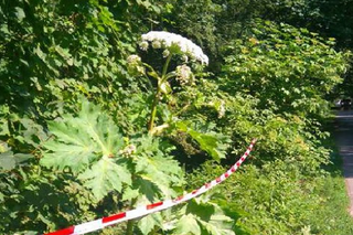 Barszcz Sosnowskiego w Poznaniu! Strażnicy zabezpieczyli teren. Kontakt z rośliną może skończyć się tragicznie!