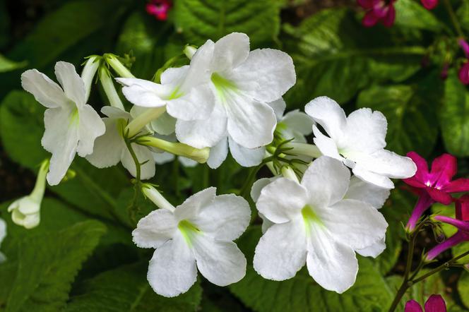 Streptocarpus