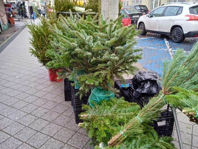 Drzewka świąteczne na Rynku Jeżyckim w Poznaniu