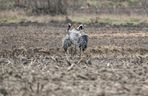 Żurawie powróciły do Poleskiego Parku Narodowego