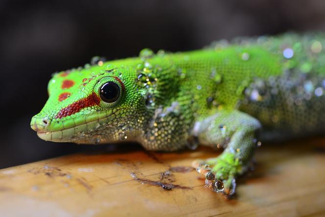 Felsuma madagaskarska (Phelsuma madagascariensis)