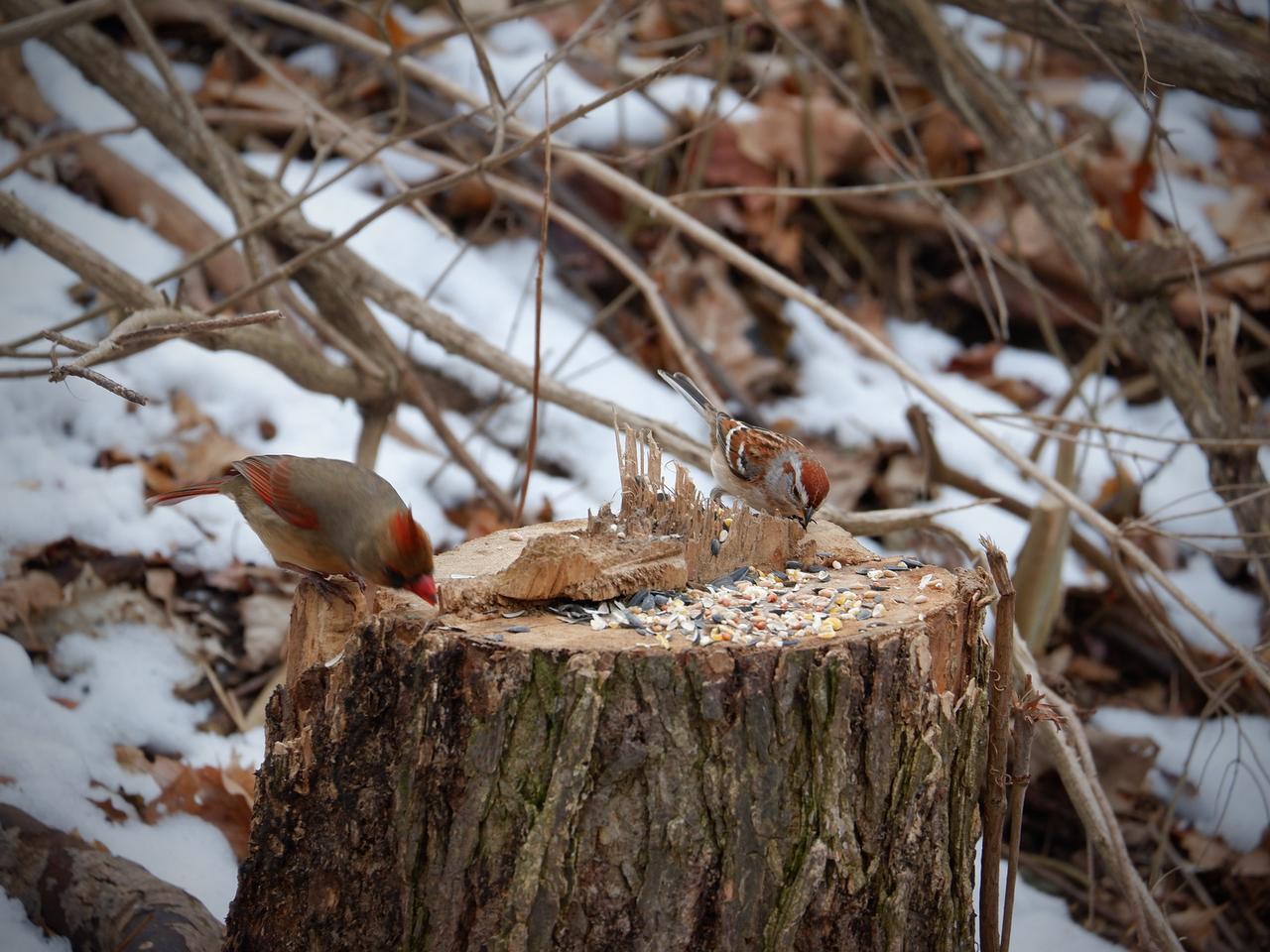 Zuchwała kradzież w Łomży! Ktoś wyciął świerk z Parku Jana Pawła II