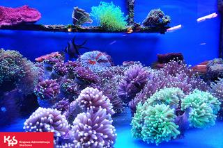 Przemycali żywe koralowce z Indonezji. Uratowane przez KAS okazy trafiły do warszawskiego ZOO