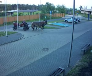Poddębice. Wóz konny na parkingu komendy. Kierowca nietrzeźwy i z dożywotnim zakazem [ZDJĘCIA]. 