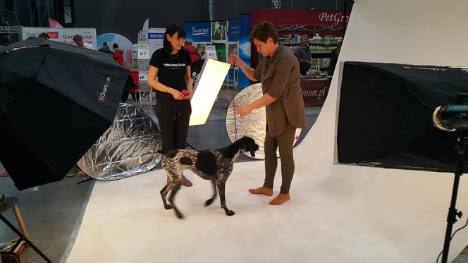 Międzynarodowa Wystawa Psów Rasowych w Bydgoszczy