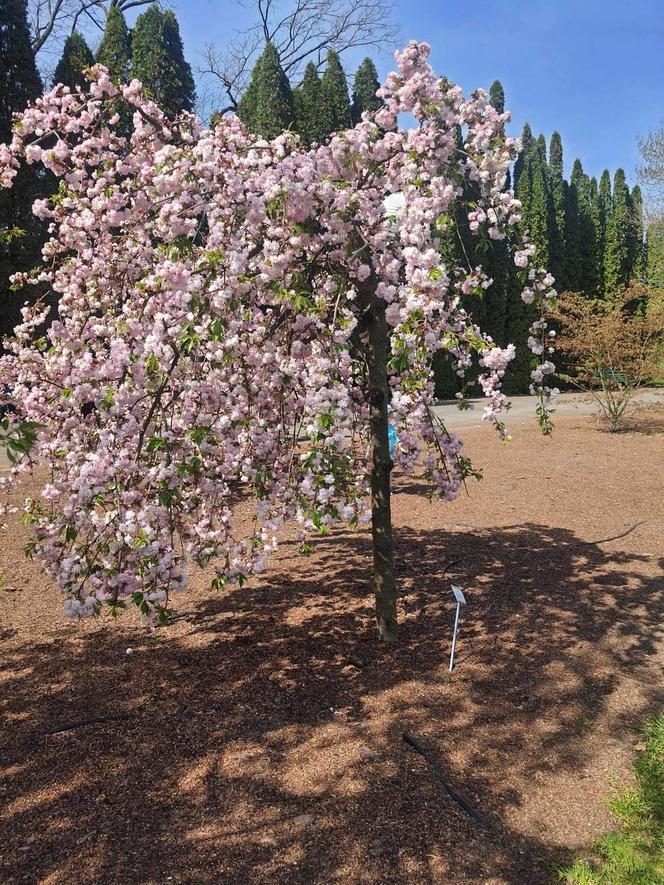 Kwitnące wiśnie i magnolie w Ogrodzie Botanicznym w Powsinie