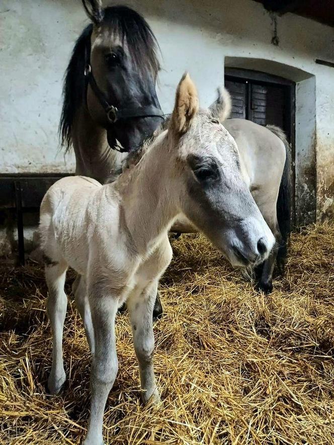 konik polski