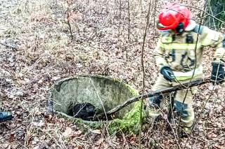 Bóbr utknął w betonowej pułapce. Lucy ruszyła na ratunek