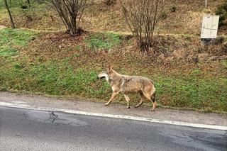 Wilk na drodze w Bieszczadach. Jedziecie tam na ferie? Uważajcie! 