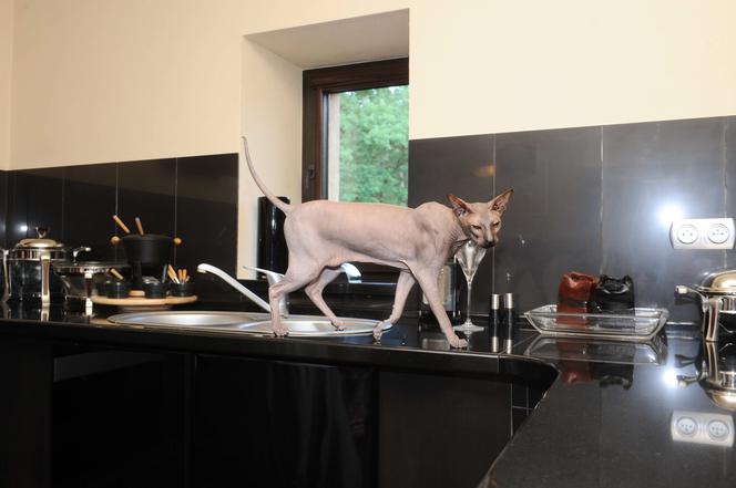 Nie mieszkam w pałacu