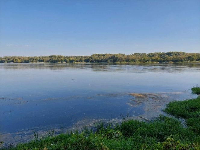 Wisła w Fordonie wyraźnie przybrała i przyspieszyła. Duża woda niesie mnóstwo śmieci i zanieczyszczeń