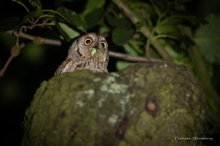 Syczek odkryty w Polsce