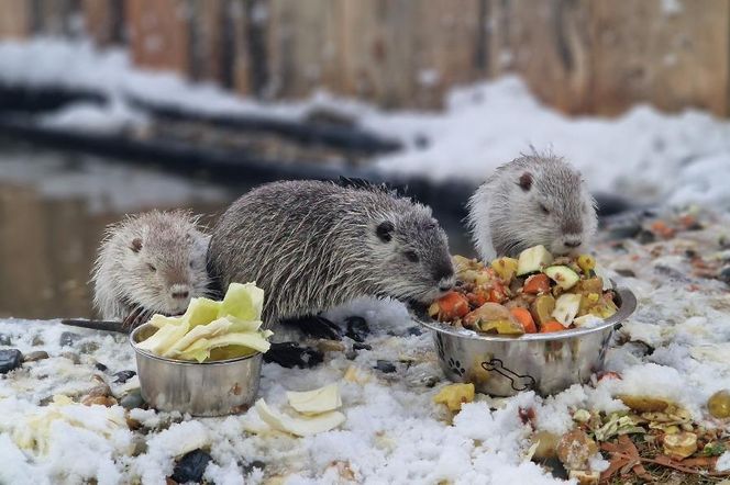 Nutrowisko: azyl dla rybnickich nutrii potrzebuje pomocy przed mrozami