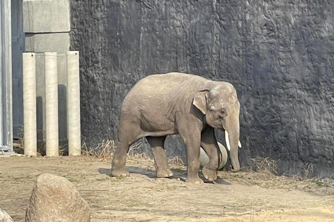 Nowy słoń w Orientarium