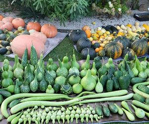 Dyniowe gospodarstwo Łukasza Piwko w Pawłowie