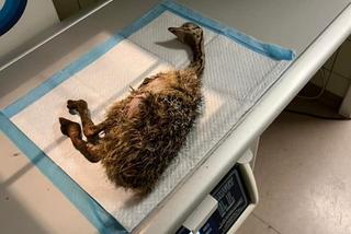 Struś ze złamaną nogą