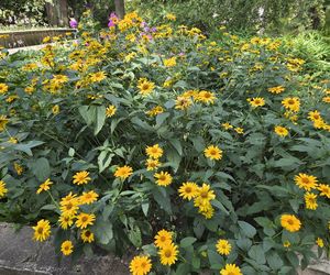 Letni spacer w zielonym sercu Bydgoszczy. Ogród Botaniczny UKW zaprasza!