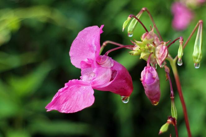 Niecierpek balsamina