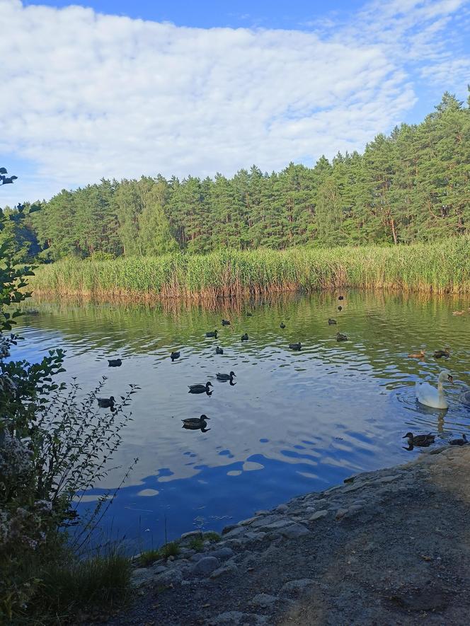 Zobacz wyjątkowy Rezerwat przyrody Żurawiniec w Poznaniu. Tutaj odpoczniesz od upałów