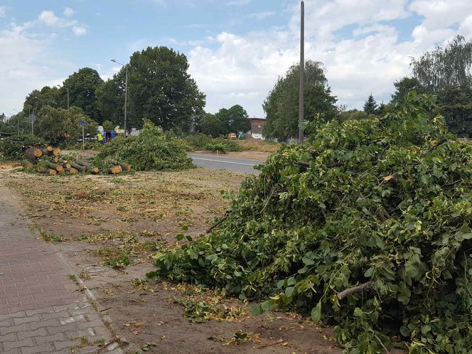 Były starsze od niejednego mieszkańca Leszna.  Z ul. Szybowników znikają dorodne lipy