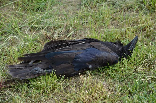 Ktoś ROZRZUCIŁ mięso, aby OTRUĆ ptaki?! Pole ŚMIERCI koło Krotoszyna