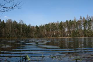 Puszcza Niepołomicka