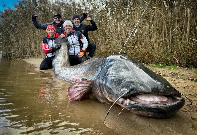 Polscy wędkarze złowili suma giganta o długości 292 cm. To nowy rekord świata!
