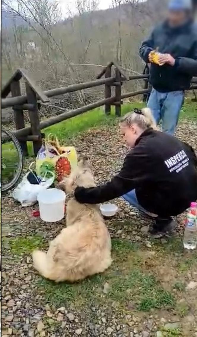 Bieszczady. Weterynarze chcieli pomóc psu, uratowali człowieka [GALERIA]