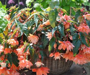 Begonia kaskadowa - Begonia pendula
