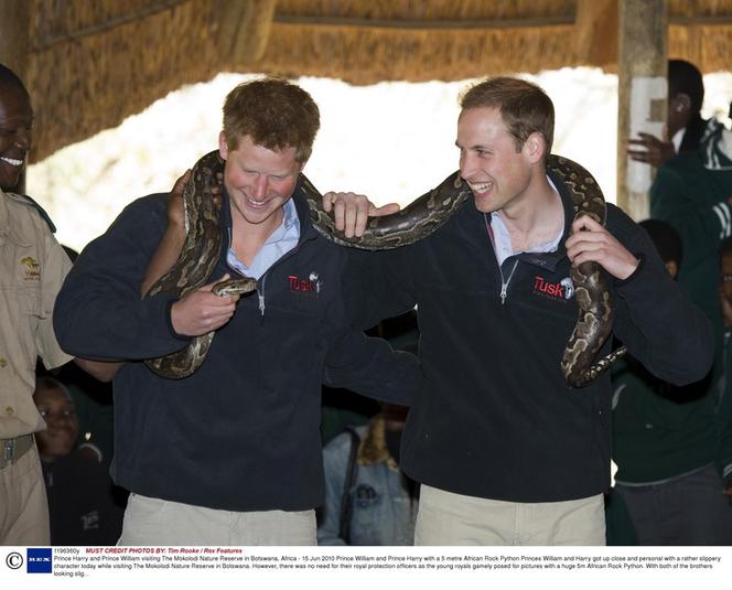 William i Harry bawią się wężem 