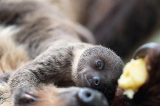 W łódzkim zoo przyszedł na świat leniwiec