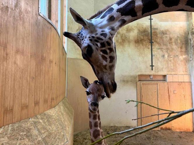 Nowy mieszkaniec ZOO w Warszawie