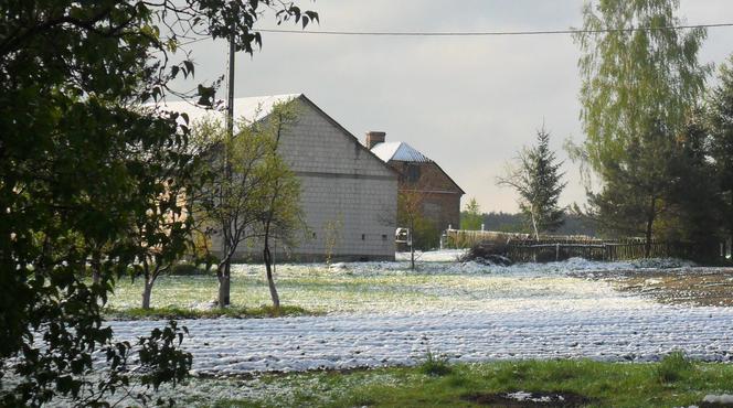 Zima w maju 2011 - zdjęcia Czytelników, Podlasie