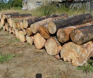 Złodzieje drewna wpadli w Kujawsko-Pomorskiem. Ładowali opał do seicento