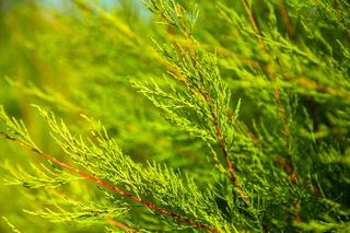 Jałowiec pospolity 'Repanda' - Juniperus communis 'Repanda'