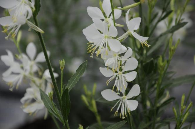 Gaura