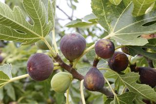 Figa w doniczce – domowa uprawa drzewa figowego