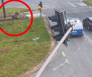 Łoś spacerował po Bydgoszczy w eskorcie policji. Ze strażakami wracał do lasu