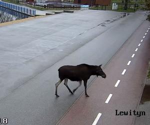 Łoś na placu zabaw w Pabianicach! Ogromne zwierzę trzeba było eskortować [ZDJĘCIA]