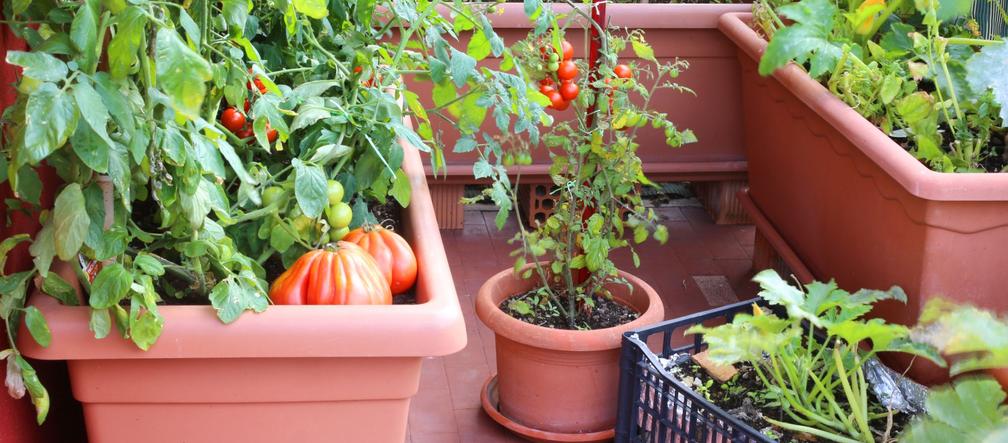 Pomidory na balkonie