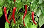 papryka chili