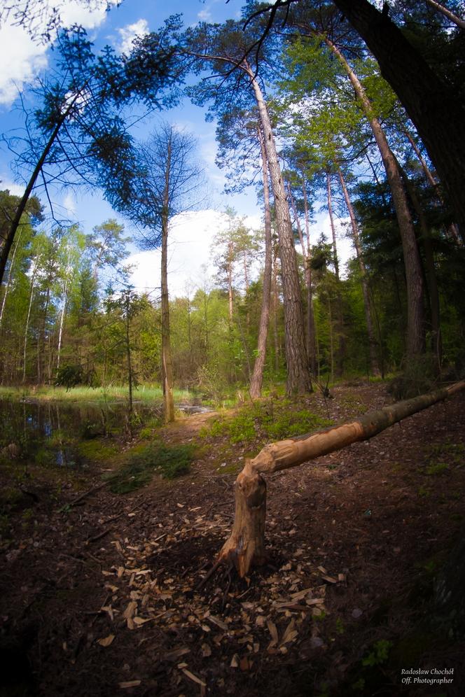 Fotografia jego pasja. Radek Chochół, starachowiczanin opowiada o swojej przygodzie z aparatem
