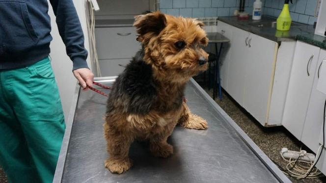 Podopieczni Sos Animals Aleksandrów Łódzki,  porzucone w miejscowości Suliszew
