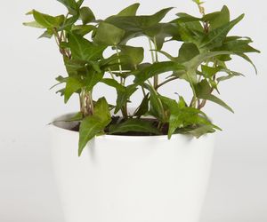 Rosliny doniczkowe na podporach