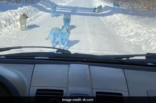 Niebieskie psy w Rosji 