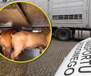 180 świń było przewożonych w niebezpiecznych warunkach