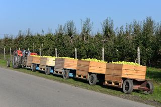 Zbiory jabłek w Grójcu