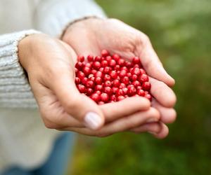 Zapomniana odmiana borówki. Doskonała na odporność i układ krążenia