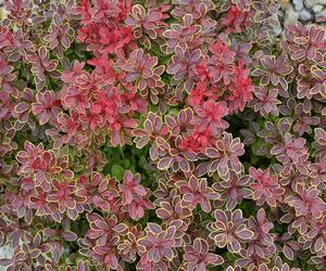 Berberys Thunberga 'Coronita'