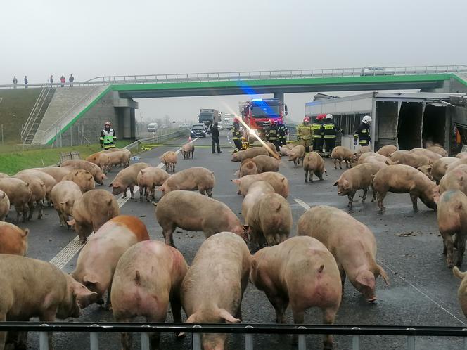 Świnie zablokowały trasę S6